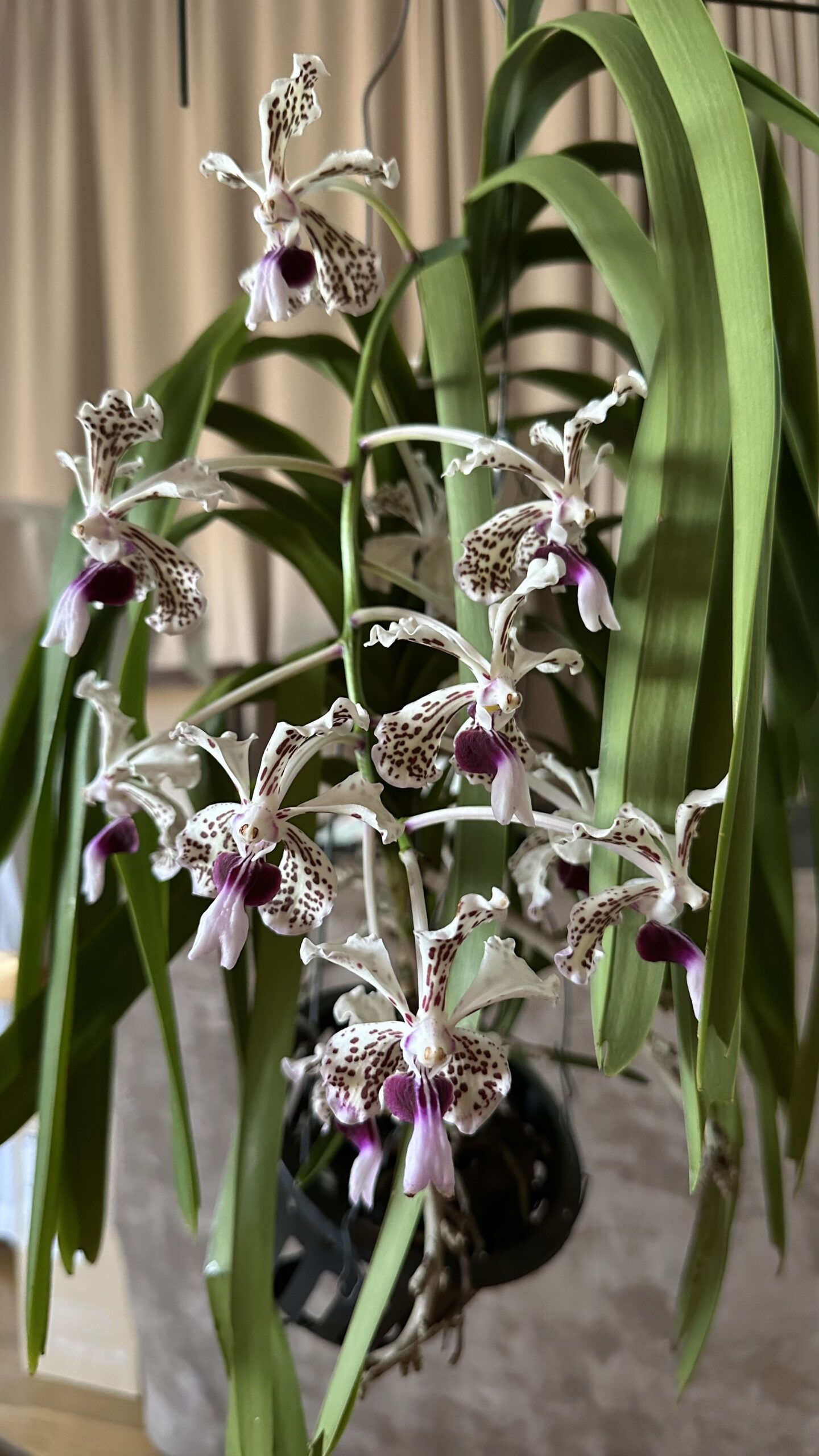 Habitus
